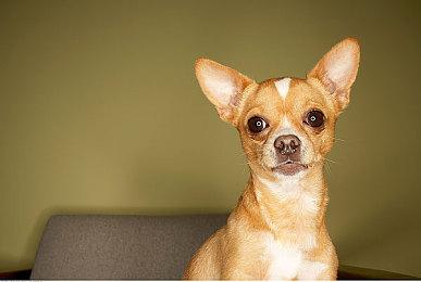 回合制战术冒险游戏《弗林特：失落的宝藏》现已正式推出